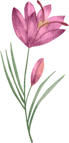 Imagen de flor rosa con tallo verde